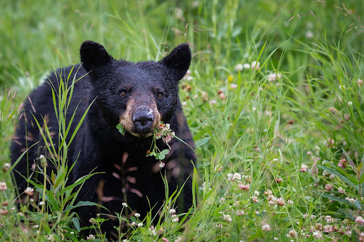 Do Black Bears Eat Humans?