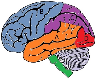 Brain drawing - cerebrum