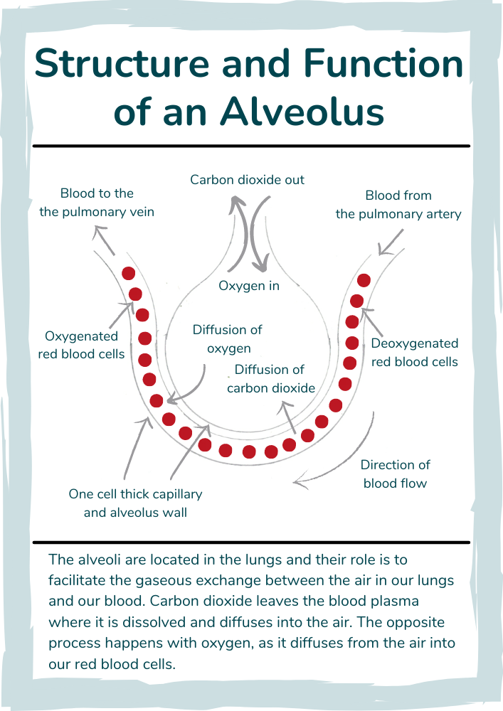 How are alveoli adapted for gas exchange