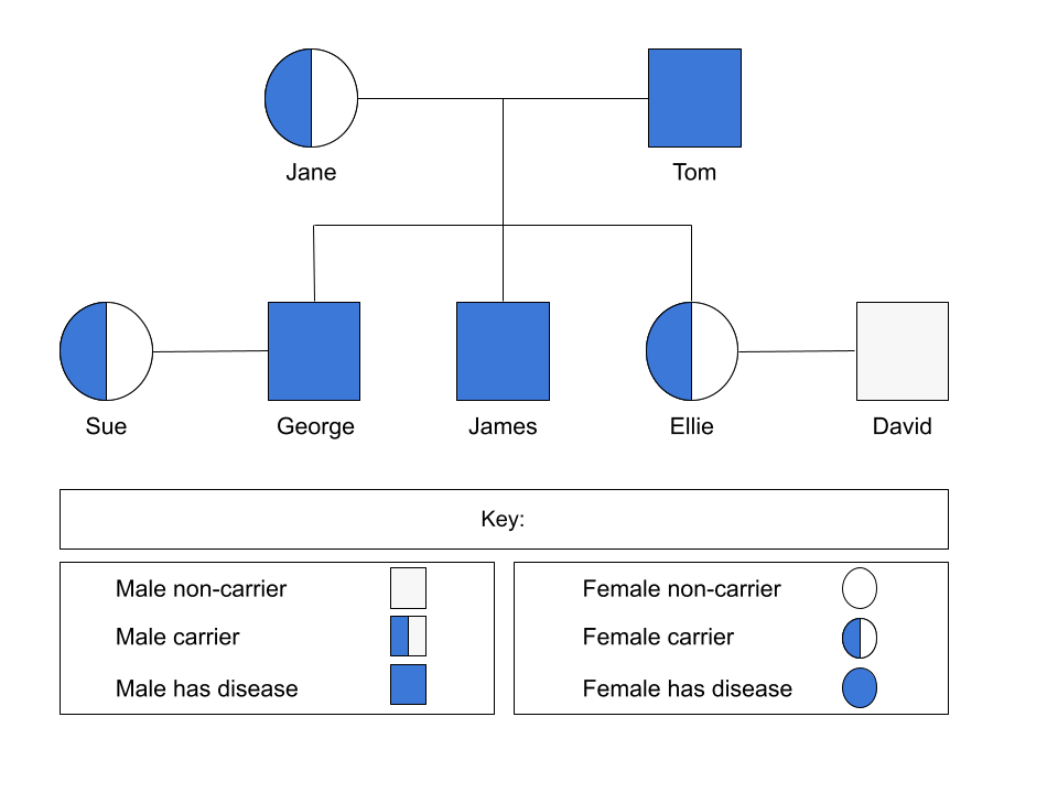 Family Pedigree Diagram Cystic Fibrosis Inheritance Recessive Allele
