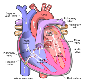 The Heart Biology Quiz - Discover Tutoring