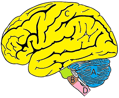 Labelled brain