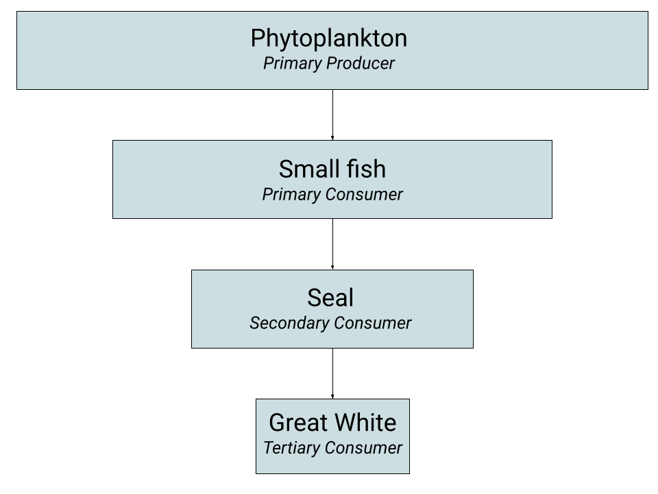 Marine Food Chain Great White Shark