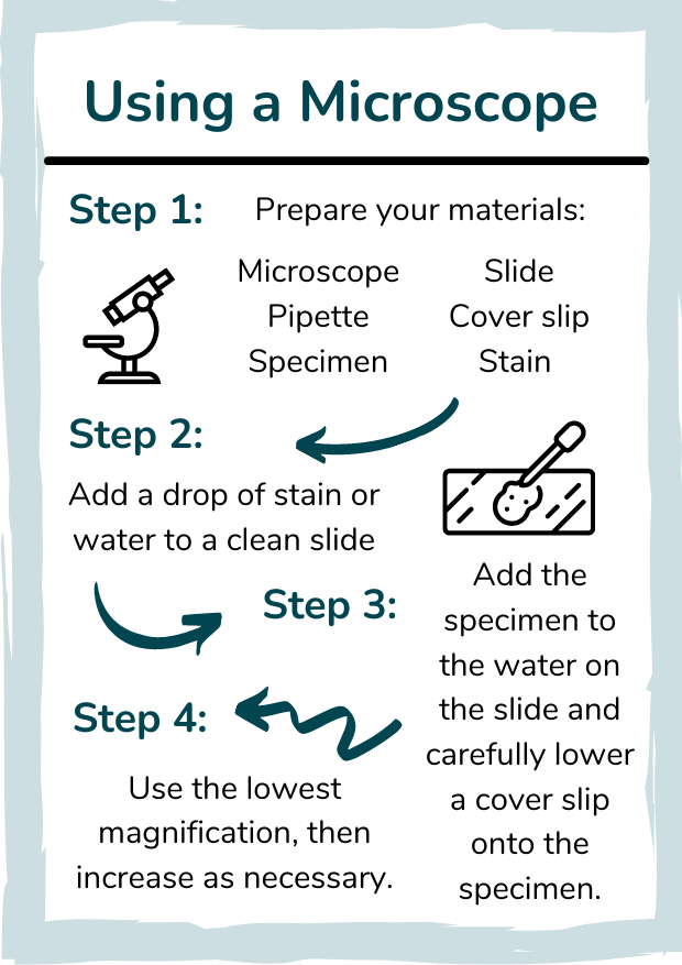 how to use a microscope practical