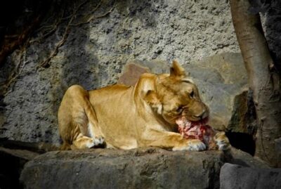 Do lions attack and eat humans? - Discover Tutoring