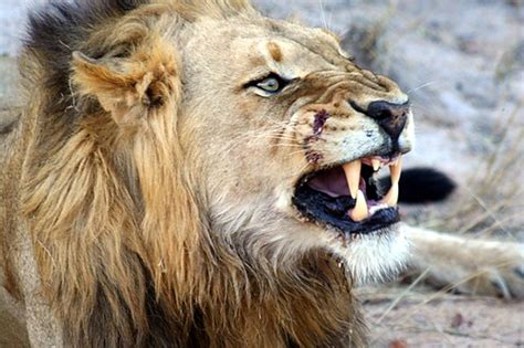 Are lions afraid of humans?