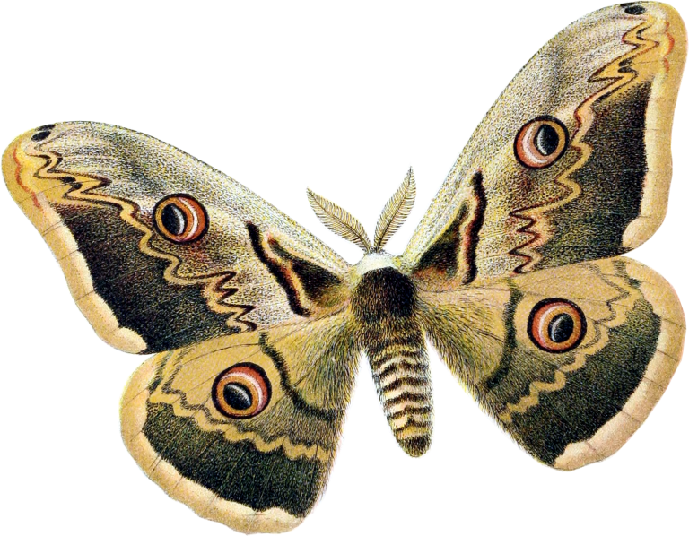 Where do Moths go during the day? and do Moths sleep?