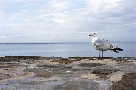 Do Seagulls Sleep? And Where Do Seagulls Sleep? - Discover Tutoring